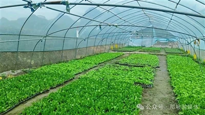 নতুন শিল্প পাথের পথ প্রশস্ত করা: উদ্ভিজ্জ গ্রিনহাউসগুলি একটি প্রতিশ্রুতিবদ্ধ ...